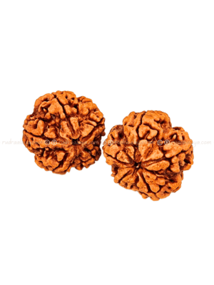 5 Mukhi Nepali Rudraksha - Amla - Pathari - Big Collector
