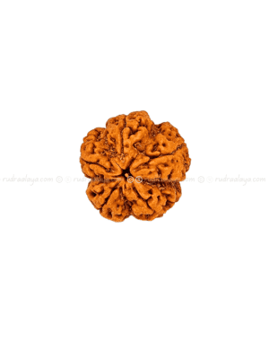 5 Mukhi Nepali Rudraksha - Amla - Pathari