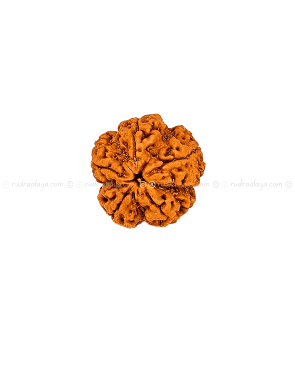5 Mukhi Nepali Rudraksha - Amla - Pathari