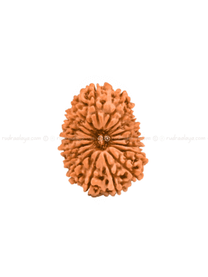 Eighteen (18 / atharah) Mukhi Nepali Rudraksha