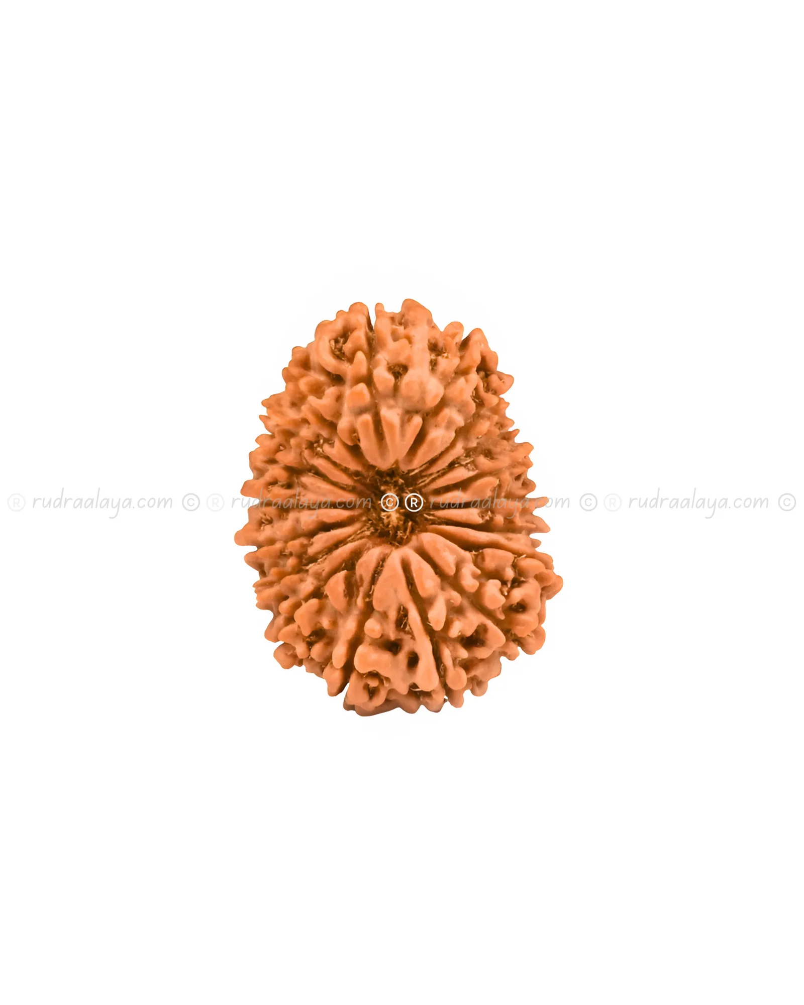 Eighteen (18 / atharah) Mukhi Nepali Rudraksha