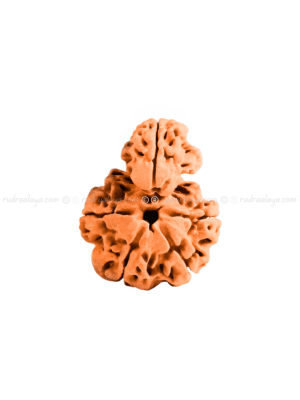 Ek Mukhi Sawar (1/ One Mukhi Sawar) Nepali Rudraksha
