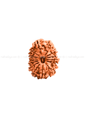 Fifteen (15/ Pandrah) Mukhi Nepali Rudraksha