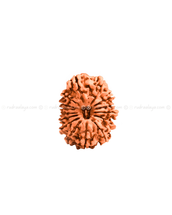Fifteen (15/ Pandrah) Mukhi Nepali Rudraksha