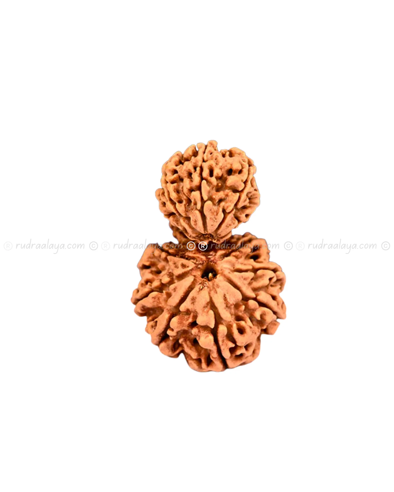 Garbha Gauri Shankar Nepali Rudraksha - Rare