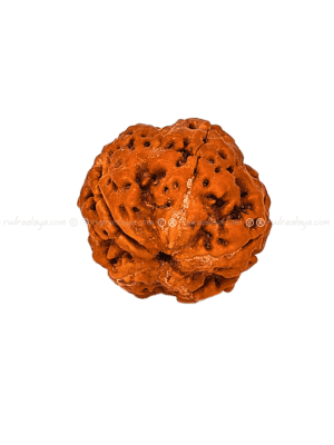 One (Ek) Mukhi Nepali Rudraksha (Annamukhi) (Medium Collector) (round shaped)