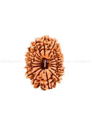Nineteen (19/ Unnees) Mukhi Nepali Rudraksha