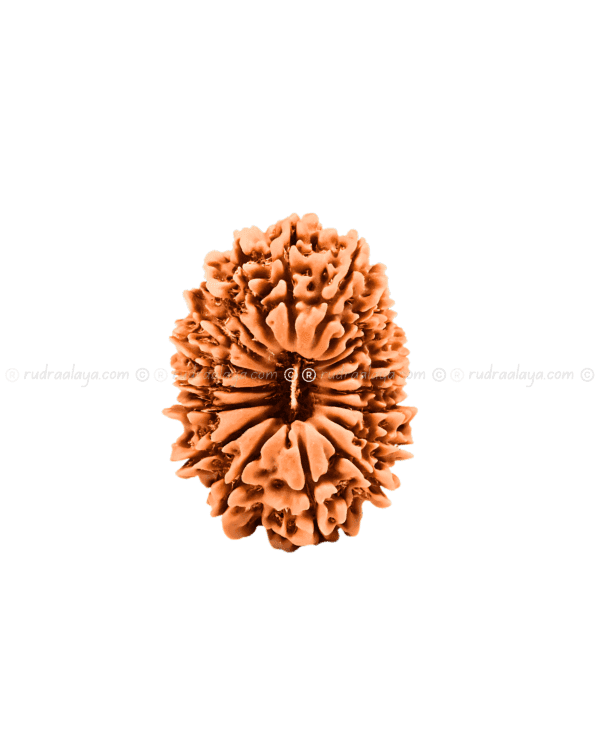Nineteen (19/ Unnees) Mukhi Nepali Rudraksha