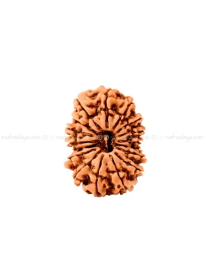 Seventeen (17 / Satrah) Mukhi Nepali Rudraksha