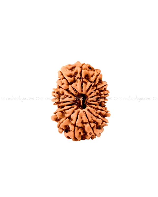 Seventeen (17 / Satrah) Mukhi Nepali Rudraksha