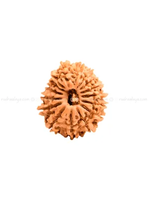 Sixteen (16 / Solah) Mukhi Nepali Rudraksha