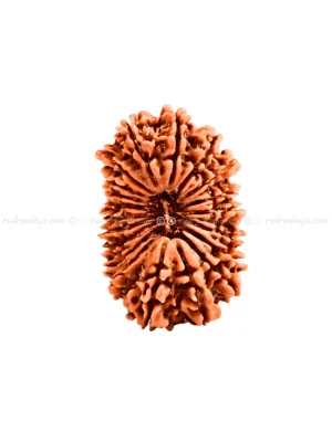 Twenty (20 / Bees) Mukhi Nepali Rudraksha