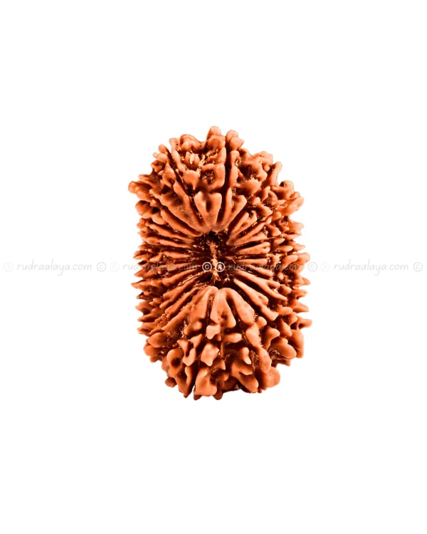 Twenty (20 / Bees) Mukhi Nepali Rudraksha