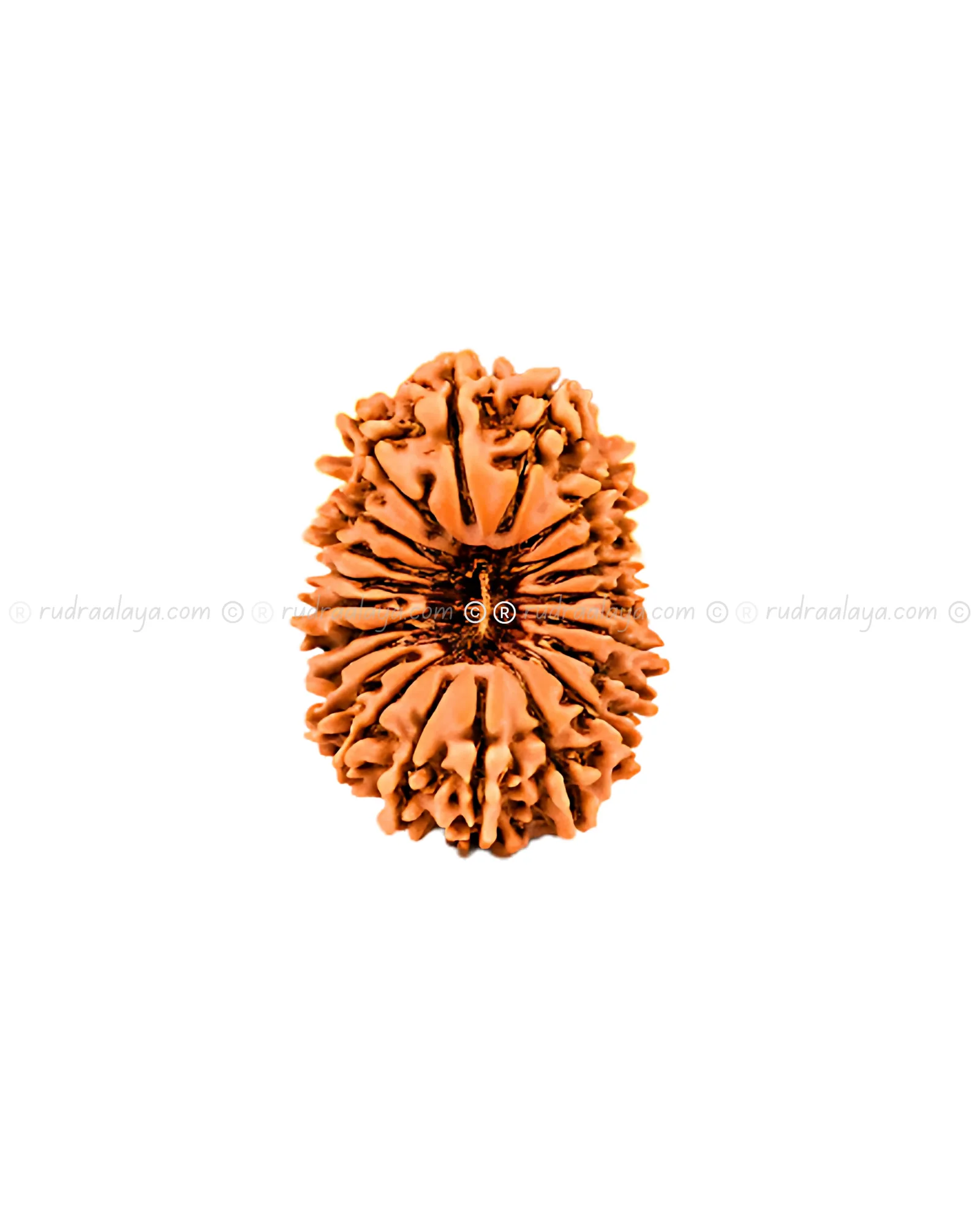 Twenty-One (21 / Ekkis) Mukhi Nepali Rudraksha