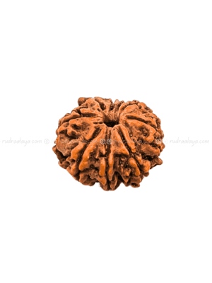 Ten (Das/10) Mukhi Nepali Rudraksha - Premium Big Collector
