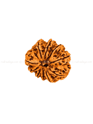 Eleven (11/ Gyarah) Mukhi Nepali Rudraksha