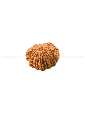 Twelve (12/ Barah) Mukhi Nepali Rudraksha