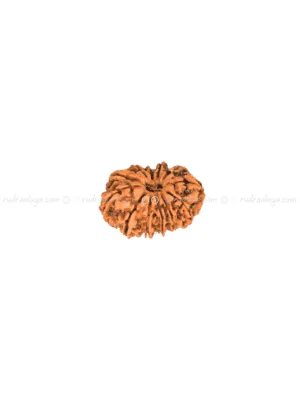 Thirteen (13/ Terah) Mukhi Nepali Rudraksha