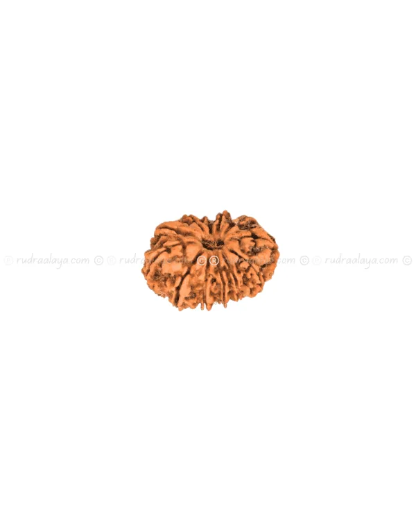 Thirteen (13/ Terah) Mukhi Nepali Rudraksha