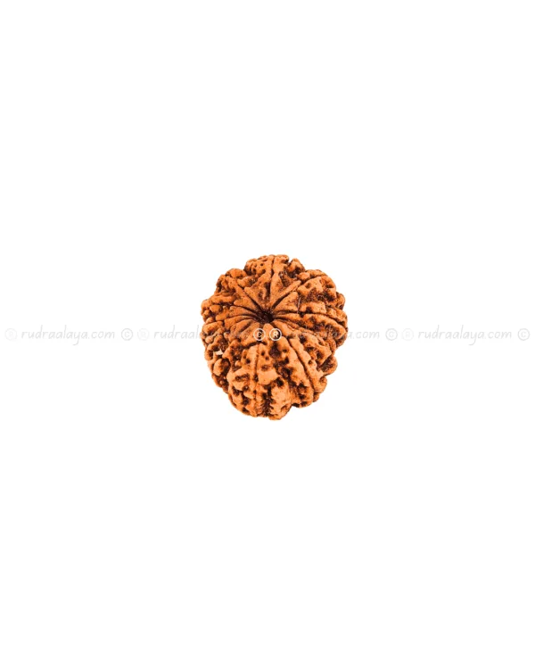 Thirteen (13/ Terah) Mukhi Nepali Rudraksha - Image 2