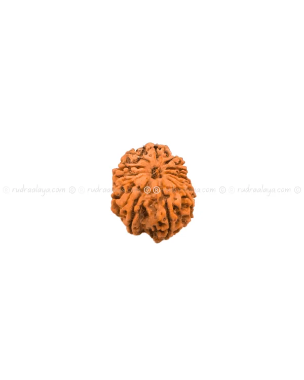 Thirteen (13/ Terah) Mukhi Nepali Rudraksha - Image 3