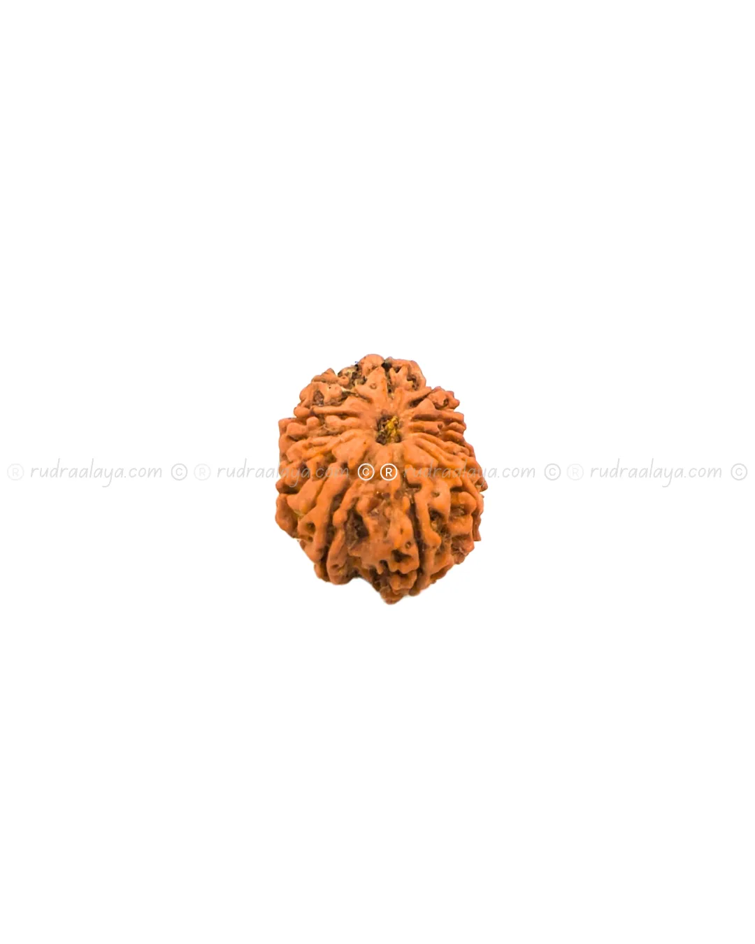 Thirteen (13/ Terah) Mukhi Nepali Rudraksha - Image 3
