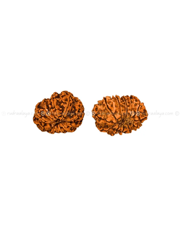 Thirteen (13/ Terah) Mukhi Nepali Rudraksha - Image 4