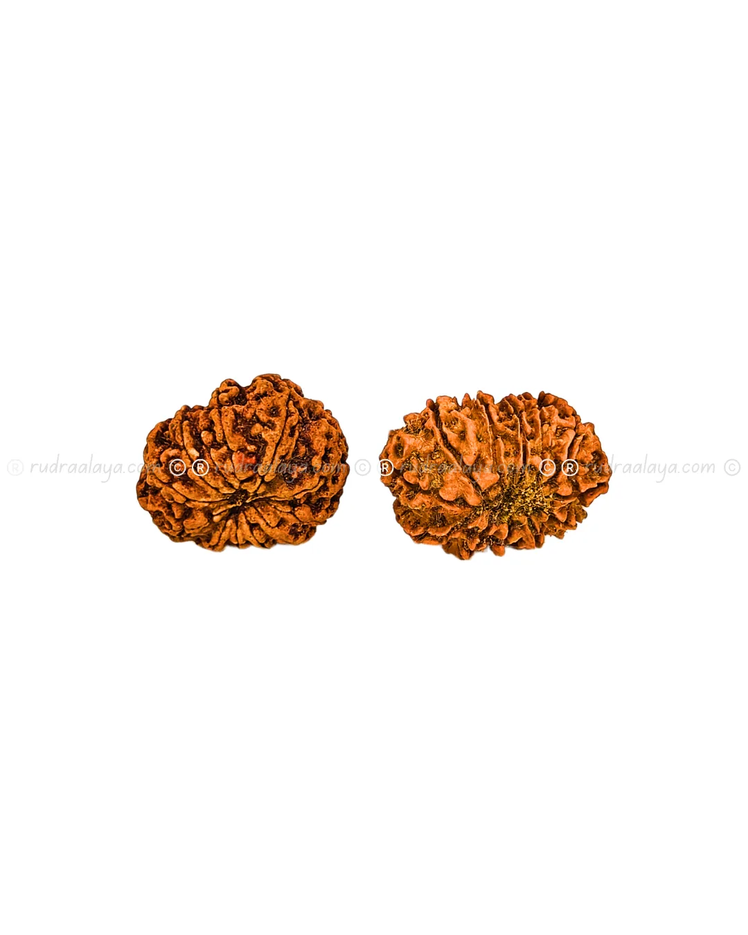 Thirteen (13/ Terah) Mukhi Nepali Rudraksha - Image 4