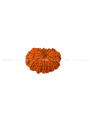 Fourteen (14/ Choudha) Mukhi Nepali Rudraksha