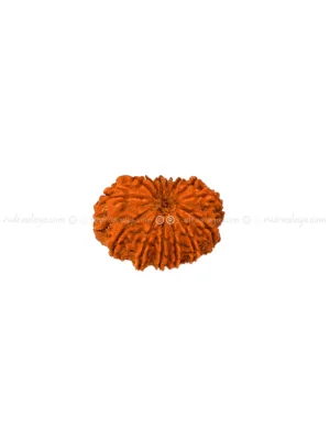 Fourteen (14/ Choudha) Mukhi Nepali Rudraksha