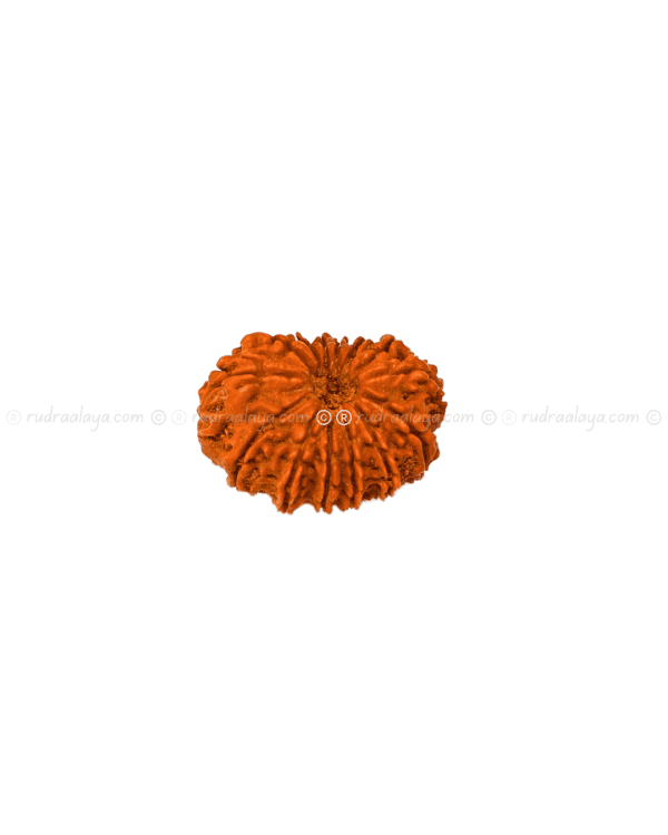 Fourteen (14/ Choudha) Mukhi Nepali Rudraksha