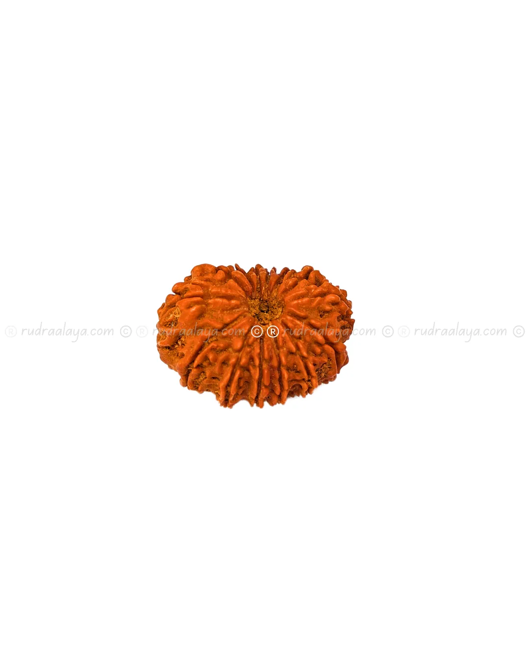 Fourteen (14/ Choudha) Mukhi Nepali Rudraksha