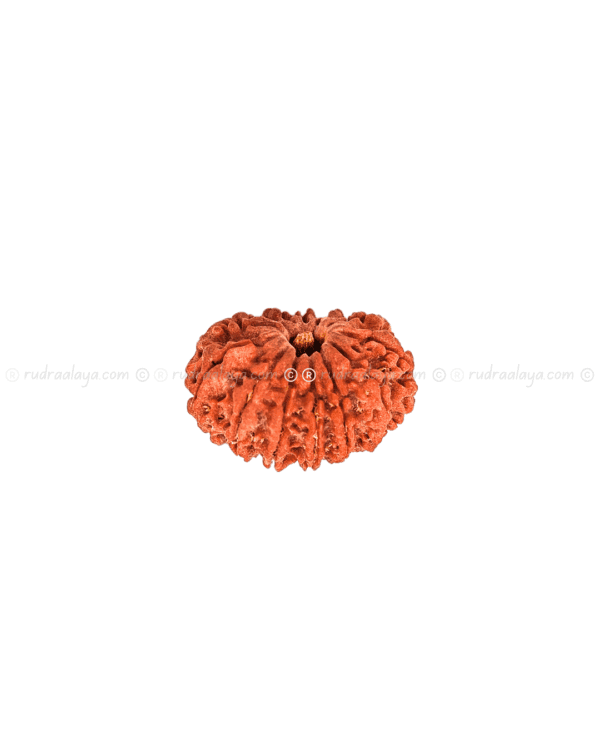 Fourteen (14/ Choudha) Mukhi Nepali Rudraksha - Image 2