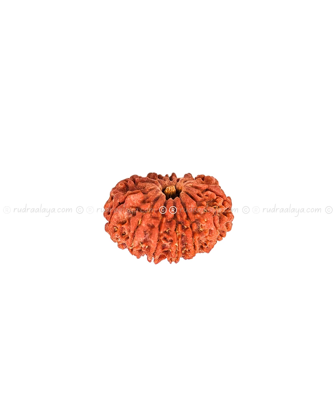 Fourteen (14/ Choudha) Mukhi Nepali Rudraksha - Image 2