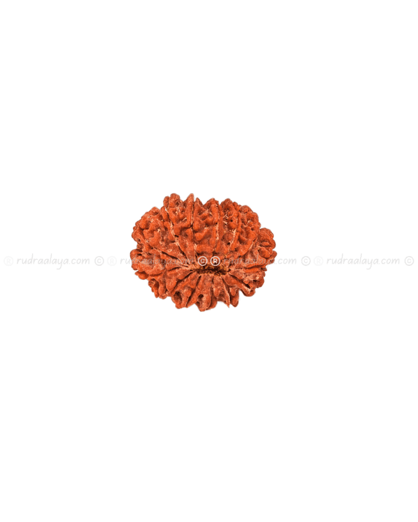 Fourteen (14/ Choudha) Mukhi Nepali Rudraksha - Image 3