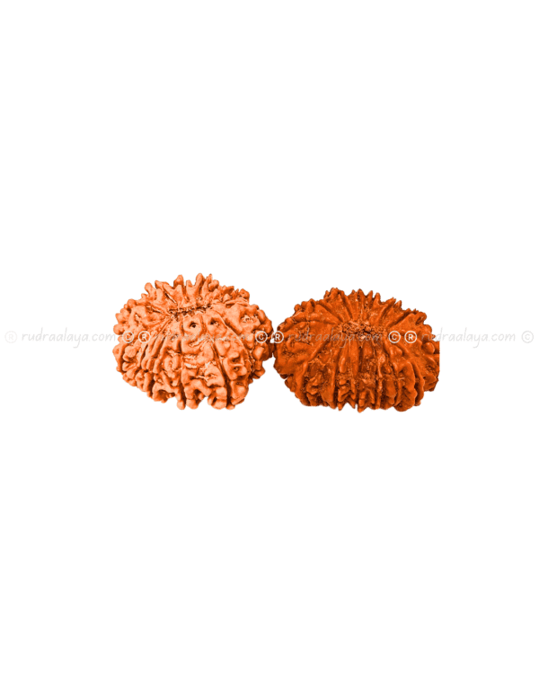 Fourteen (14/ Choudha) Mukhi Nepali Rudraksha - Image 4