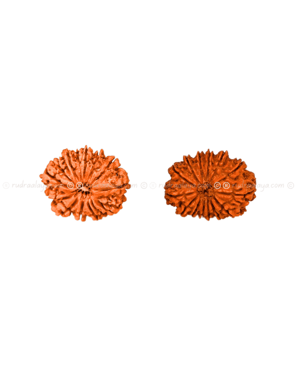 Fourteen (14/ Choudha) Mukhi Nepali Rudraksha - Image 5
