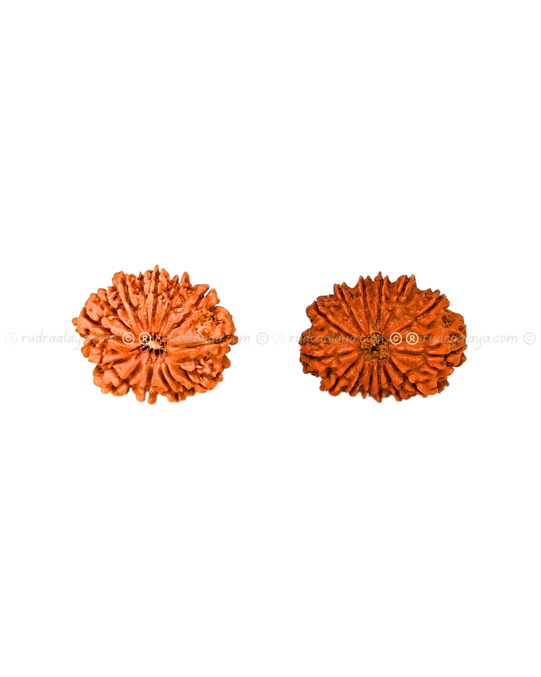 Fourteen (14/ Choudha) Mukhi Nepali Rudraksha - Image 5