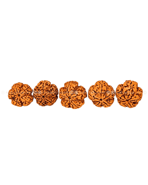5 Mukhi Nepali Rudraksha - Amla - Pathari - Image 2