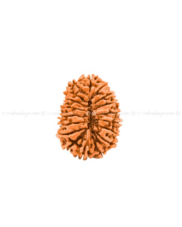 Eighteen (18 / atharah) Mukhi Nepali Rudraksha - Image 2