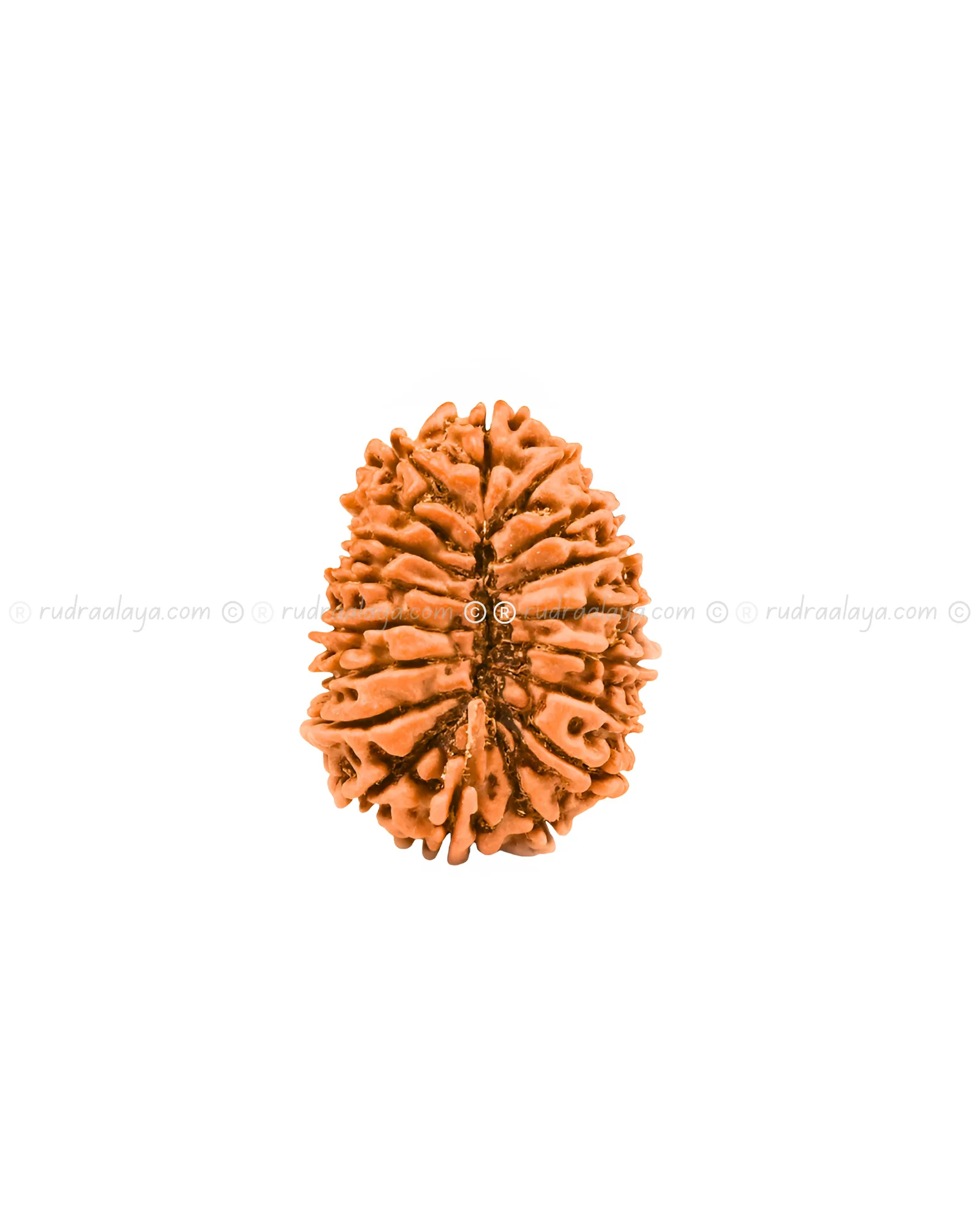 Eighteen (18 / atharah) Mukhi Nepali Rudraksha - Image 2
