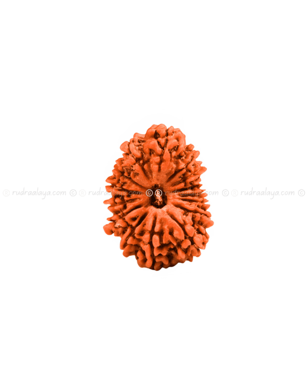 Fifteen (15/ Pandrah) Mukhi Nepali Rudraksha - Image 2