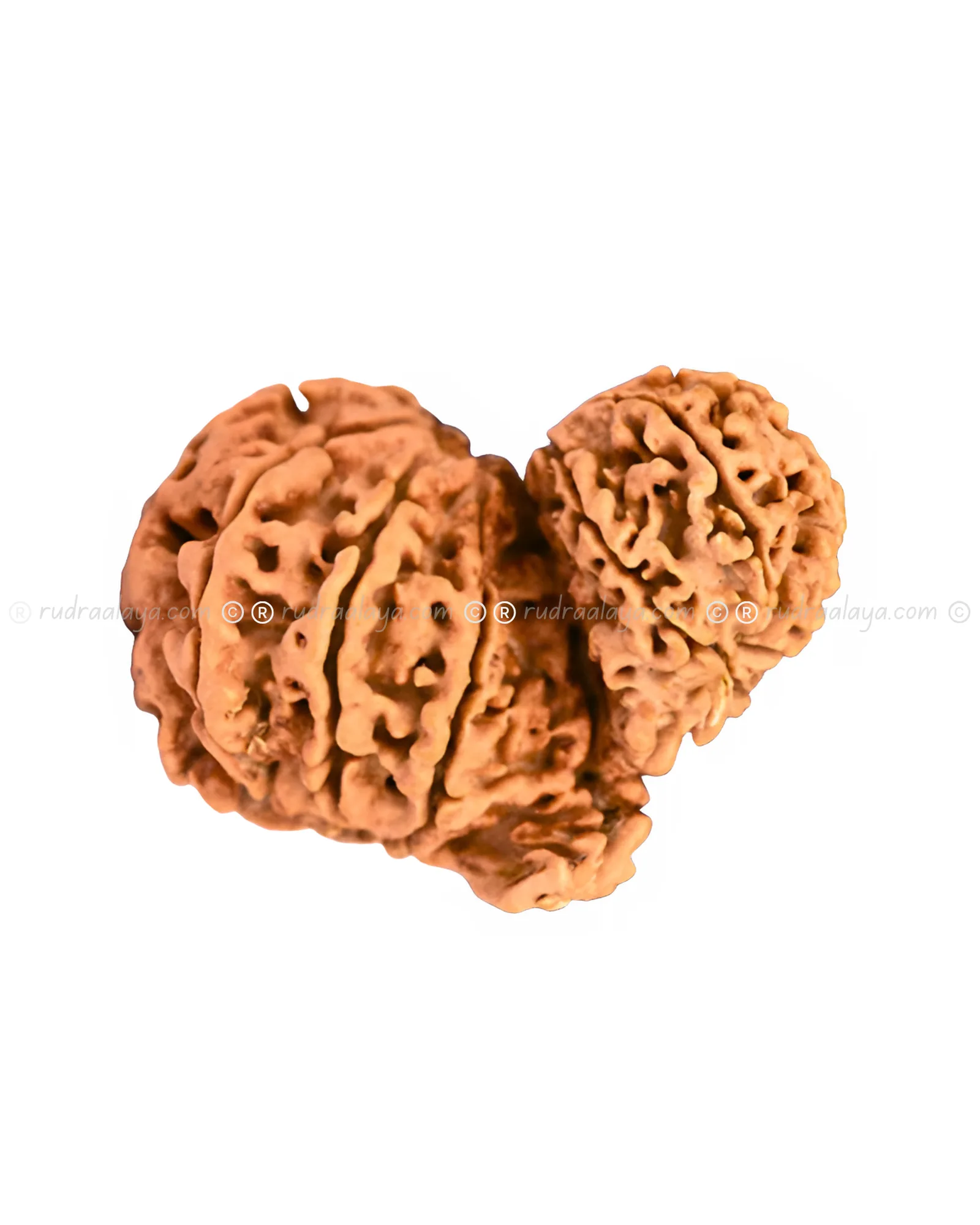 Garbha Gauri Shankar Nepali Rudraksha - Rare - Image 2