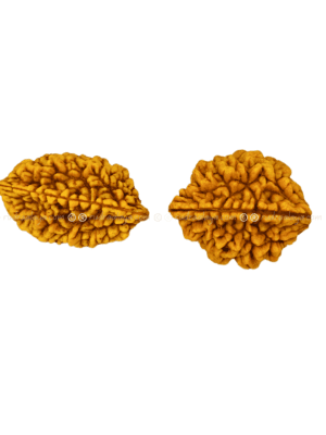 2 Mukhi Rudraksha Indonasian Big collector