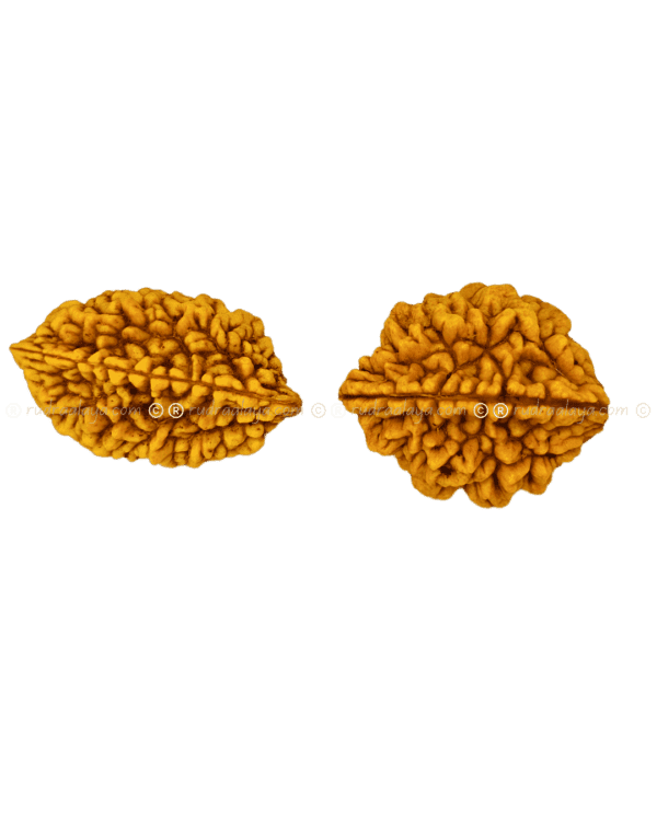 2 Mukhi Rudraksha Indonasian Big collector