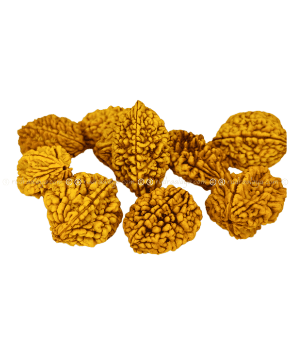 2 Mukhi Rudraksha Indonasian Big collector - Image 2