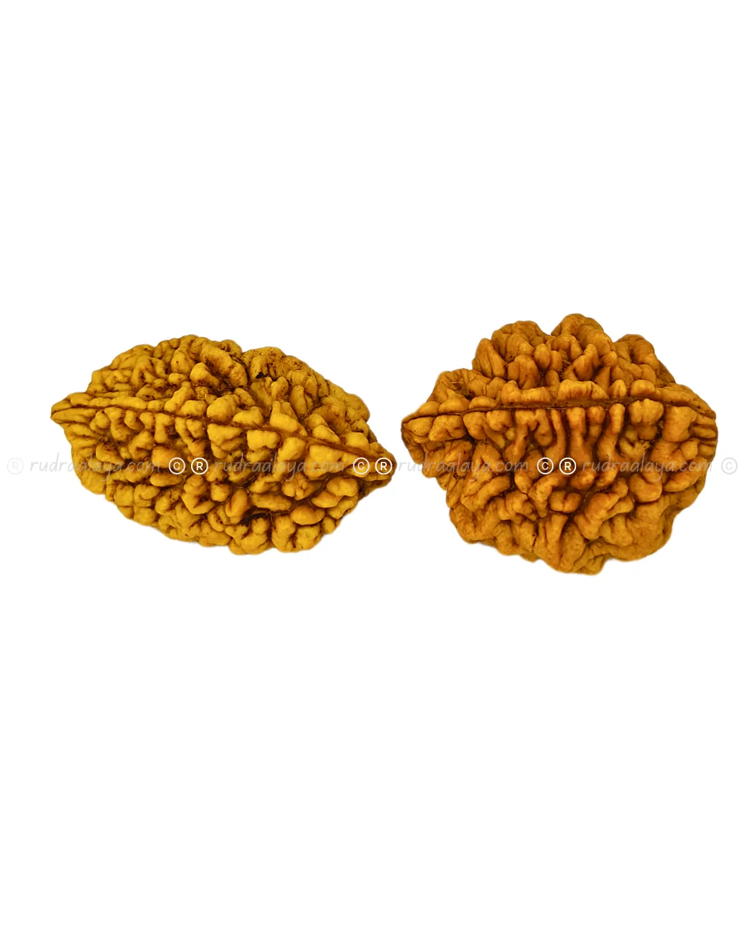 2 Mukhi Rudraksha Indonasian Big collector - Image 3