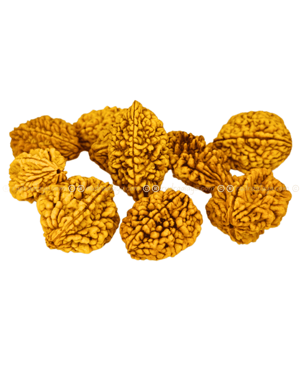 2 Mukhi Rudraksha Indonasian Big collector - Image 4