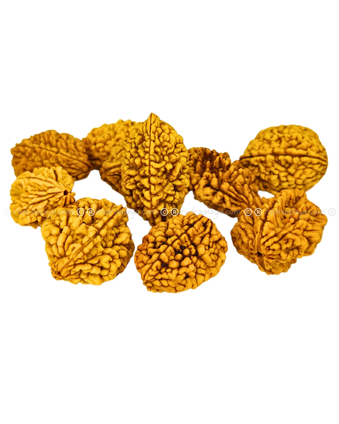 2 Mukhi Rudraksha Indonasian Big collector - Image 4