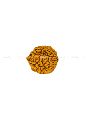 Two Mukhi Rudraksha Indonasian Medium